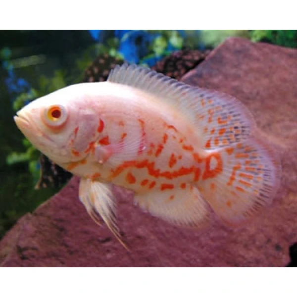 Pielęgnica Pawiooka Albino Oscar Tiger