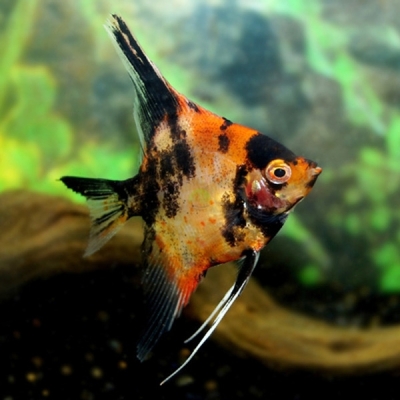 Skalar Koi