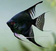 Skalar Black