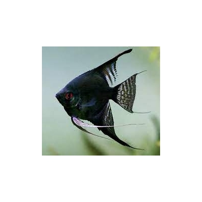 Skalar Black