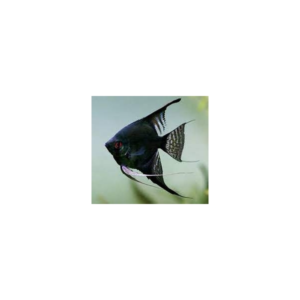 Skalar Black