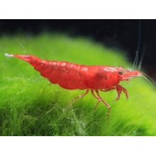 Krewetki Sakura Red 10 sztuk super na glony