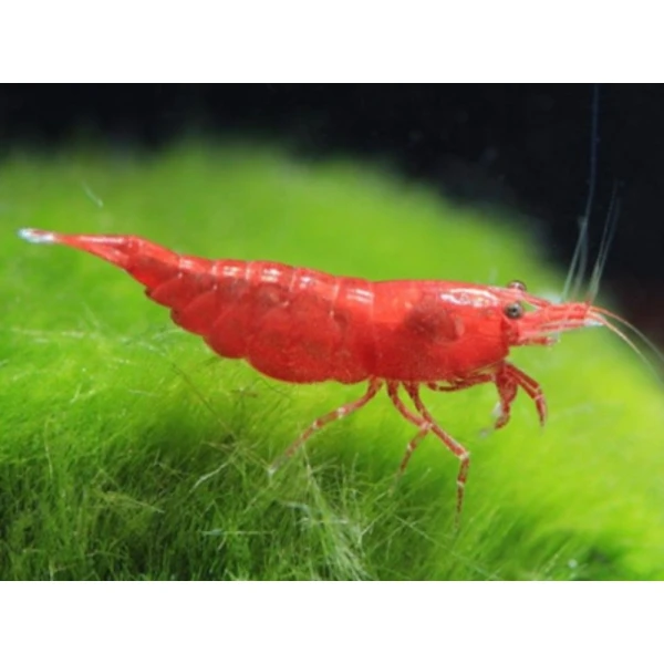 Krewetki Sakura Red 10 sztuk super na glony