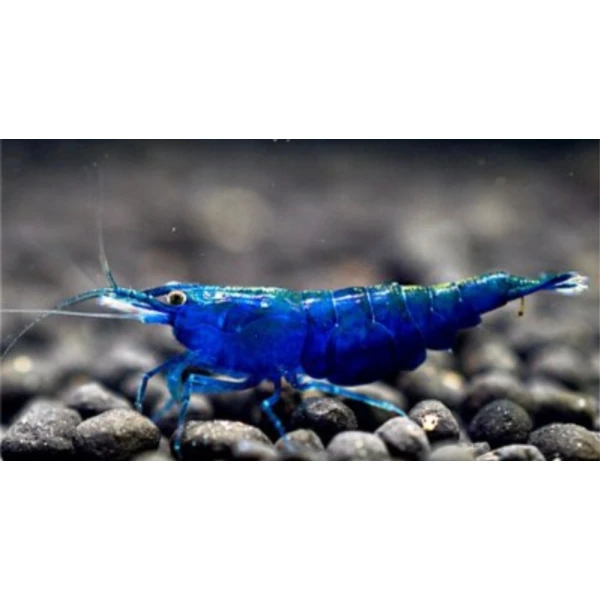 Krewetki Blue Velvet na glony!! 10 sztuk