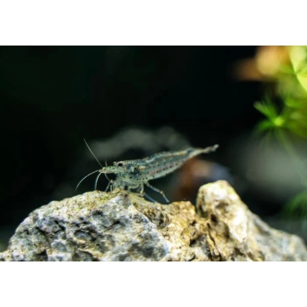 Krewetki Blue Velvet na glony!! 10 sztuk