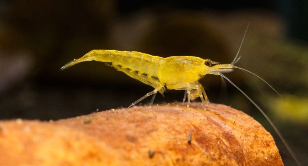 Krewetki Yellow 10 sztuk super na glony