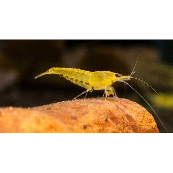 Krewetki Yellow 10 sztuk super na glony