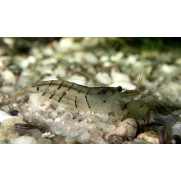 Krewetki Yellow 10 sztuk super na glony