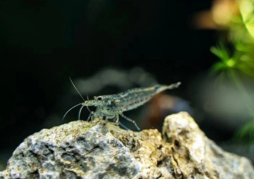 Krewetki Amano 10 sztuk super na glony