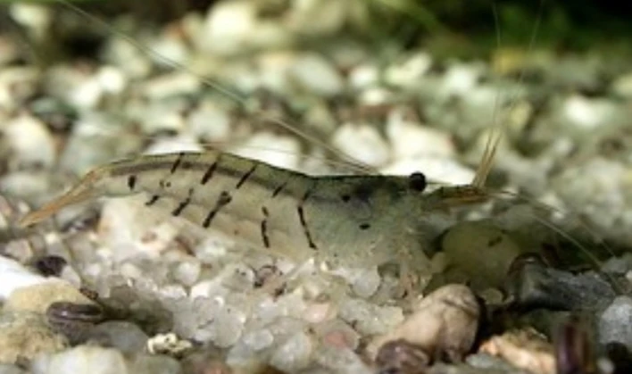 Krewetki Amano 10 sztuk super na glony