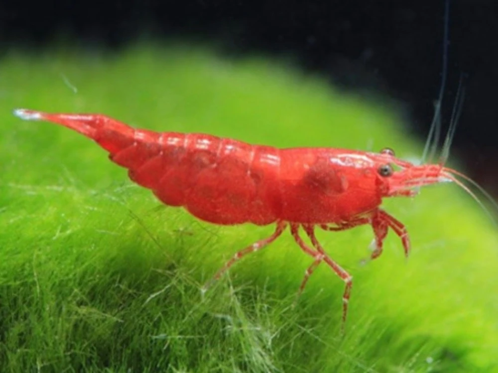 Krewetki Amano 10 sztuk super na glony