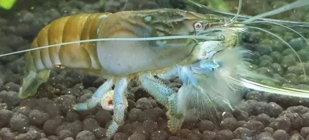 Krewetki Amano 10 sztuk super na glony