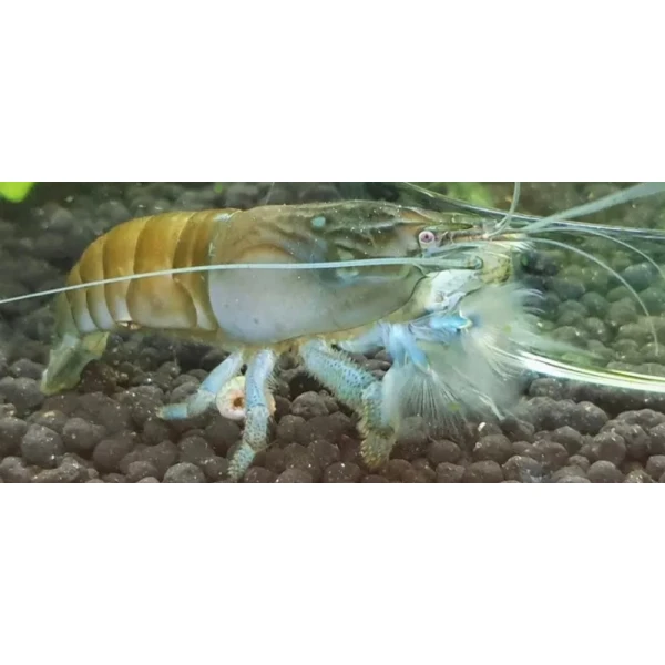 Krewetki Gabońska Filtrująca