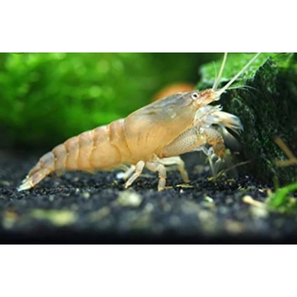 Krewetki Gabońska Filtrująca