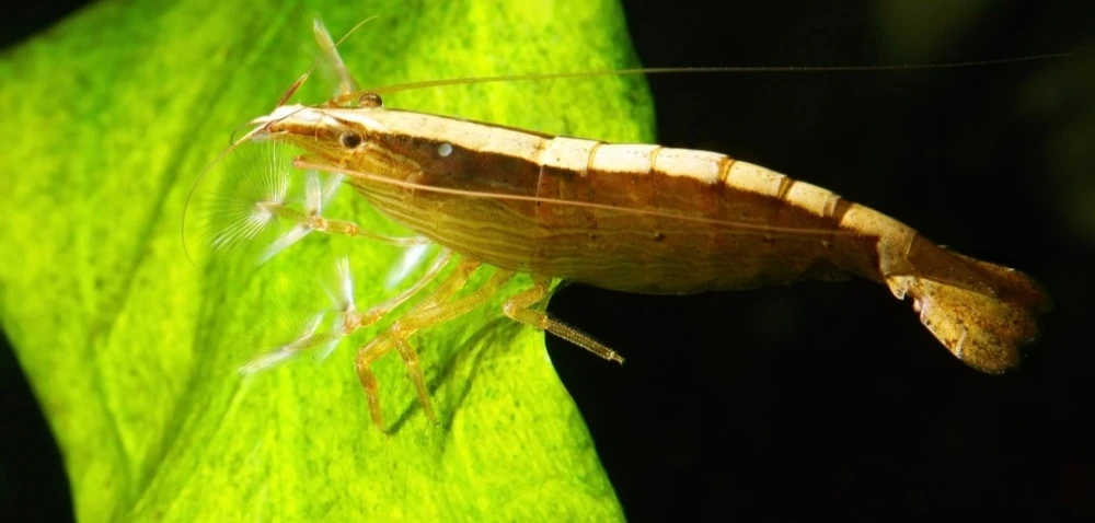 Krewetki Gabońska Filtrująca