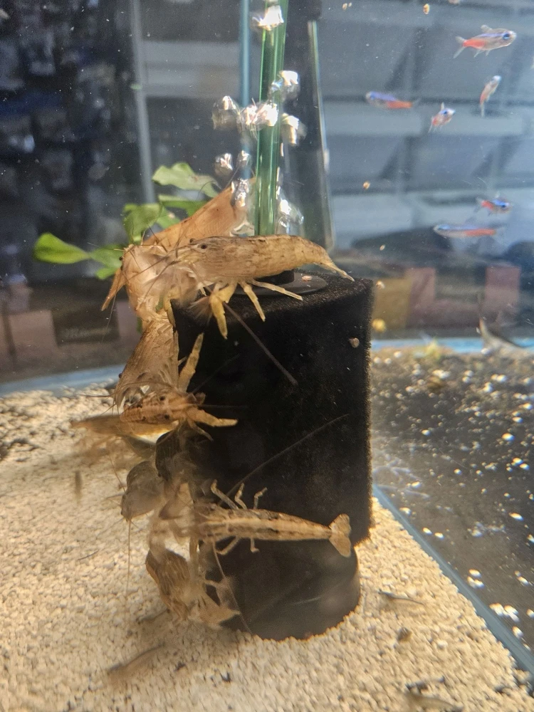 Krewetki  Filtrująca 5szt