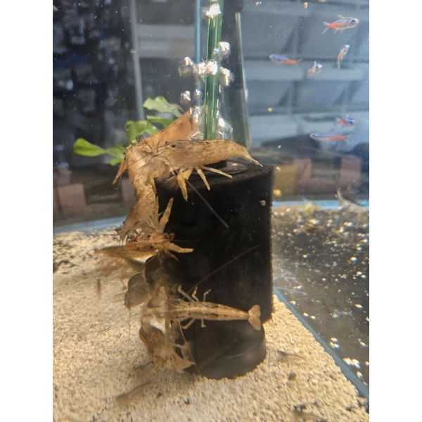 Krewetki  Filtrująca 5szt