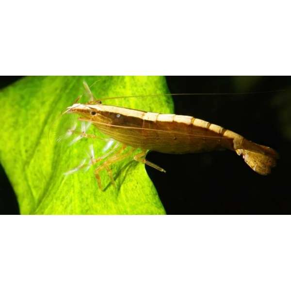 Krewetki  Filtrująca 5szt