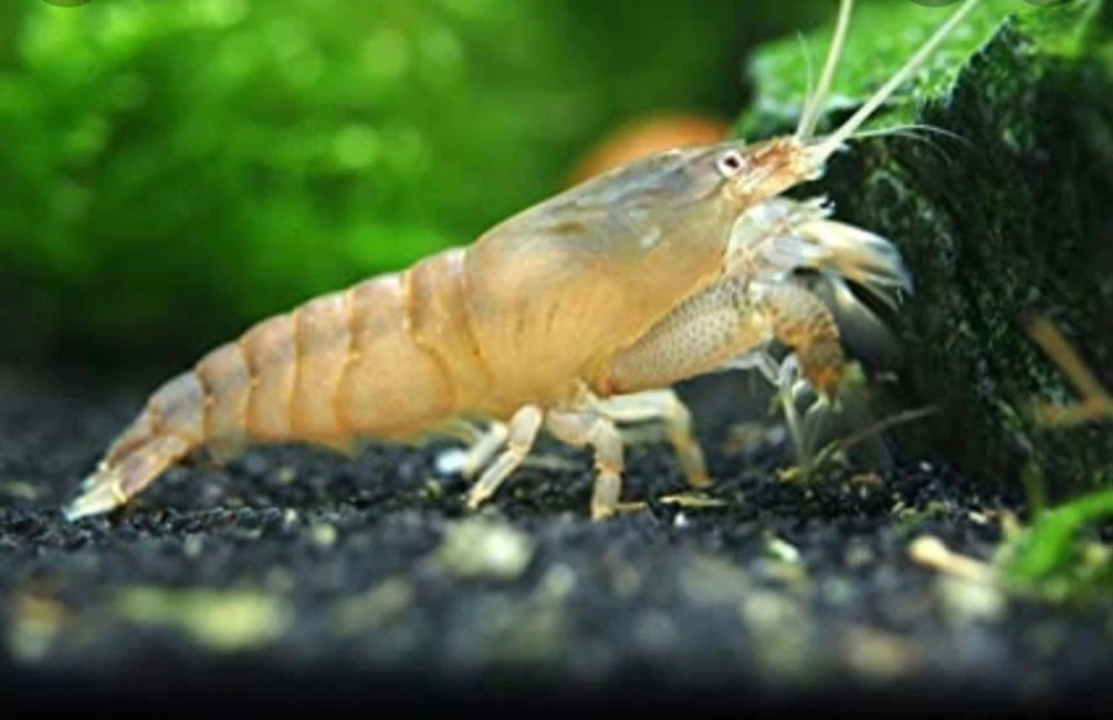 Krewetki  Filtrująca 5szt