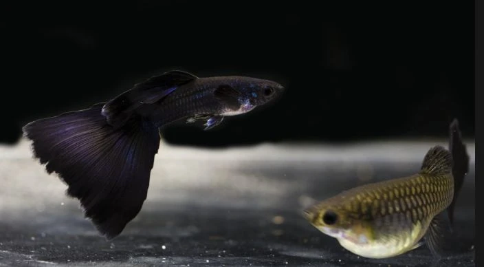 Gupik Moskiewski Para