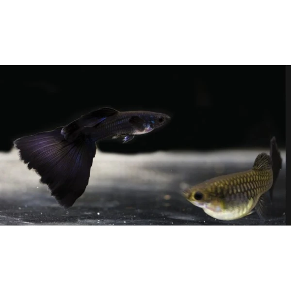 Gupik Moskiewski Para