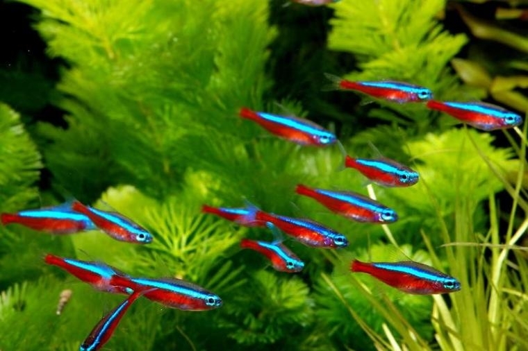Neon  Czerwony