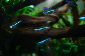 Neon  simulans Zielony