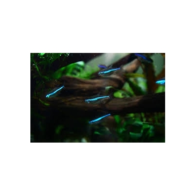 Neon  simulans Zielony