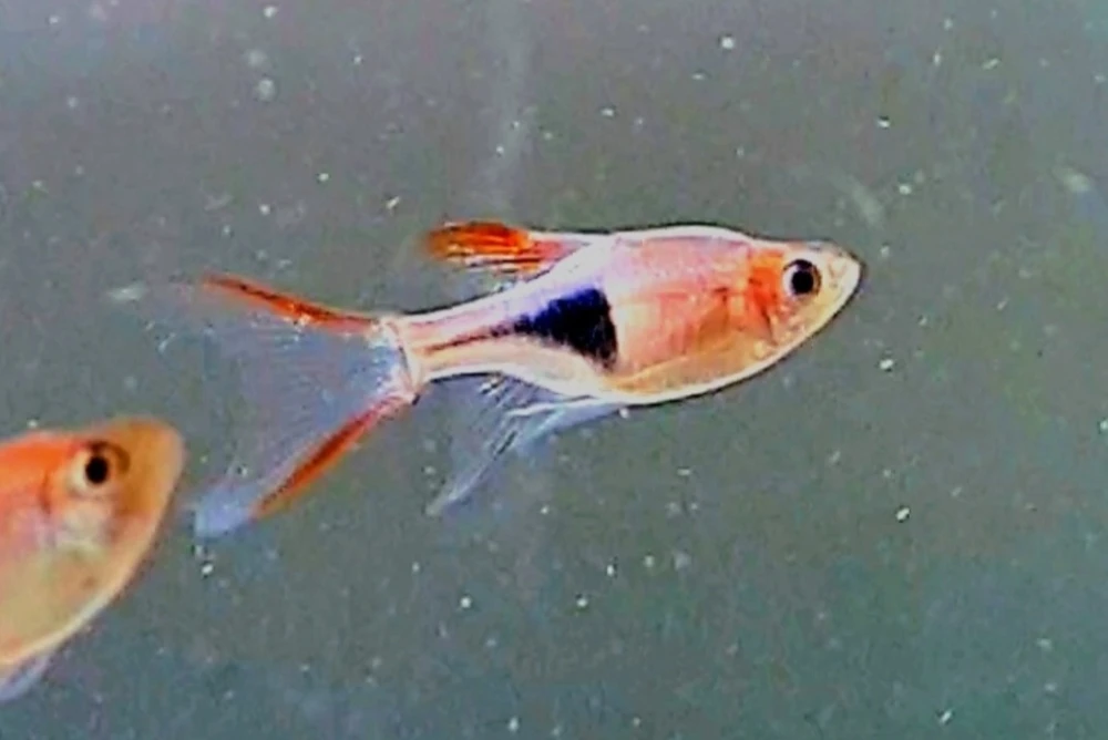 Rozbora Klinowa Welonowa