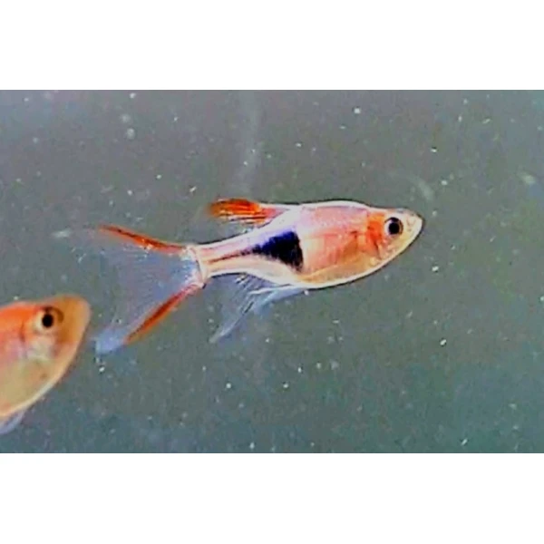 Rozbora Klinowa Welonowa