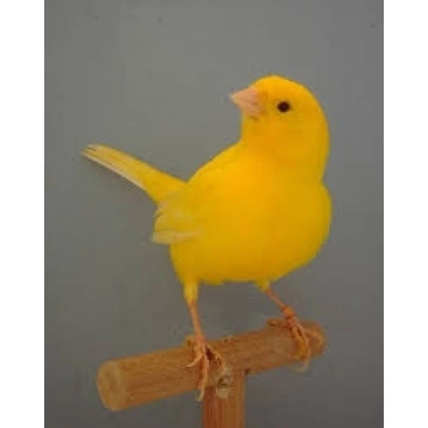 Kanarek Żółty