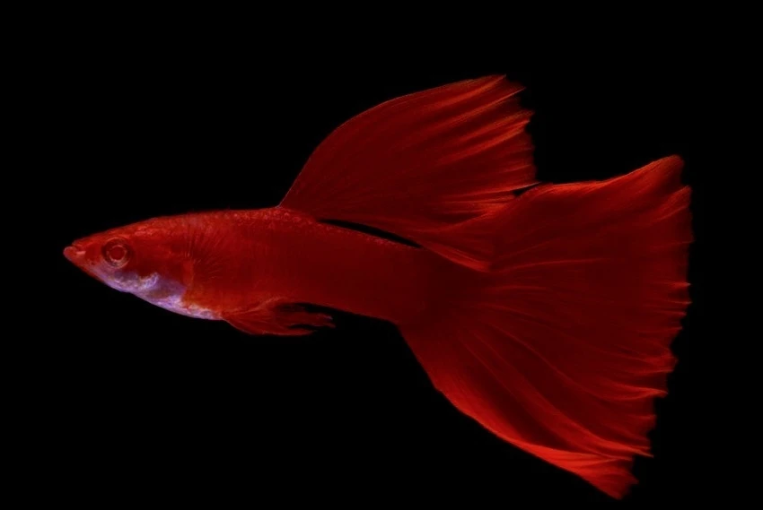 Gupik Full Red Albino para