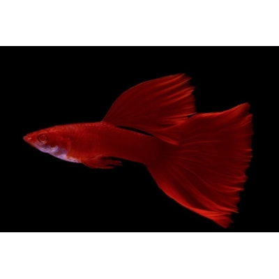 Gupik Full Red Albino para
