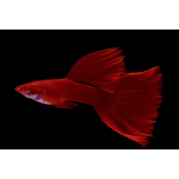 Gupik Full Red Albino para