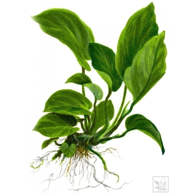 Anubias barteri  koszyk