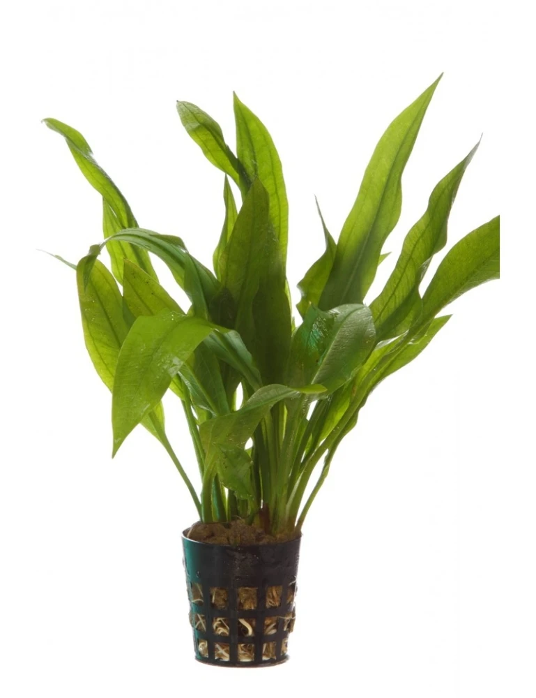 Echinodorus amazonicus - Żabienica Amazońska