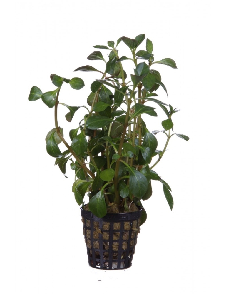 Ludwigia