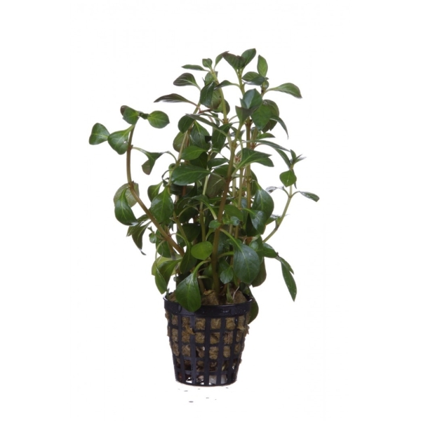 Ludwigia