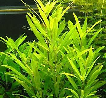Hygrophila corymbosa