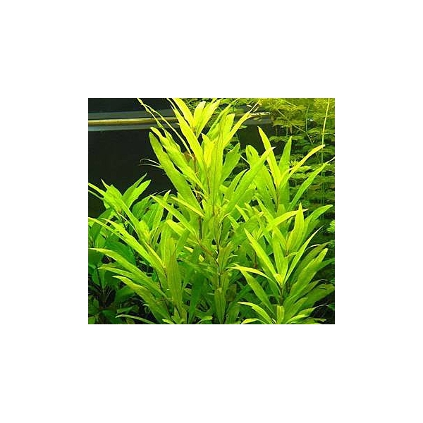 Hygrophila corymbosa