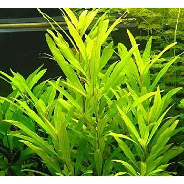 Hygrophila corymbosa