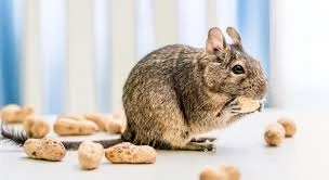 Koszatniczka brązowa