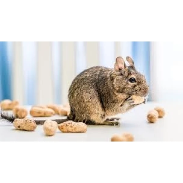 Koszatniczka brązowa