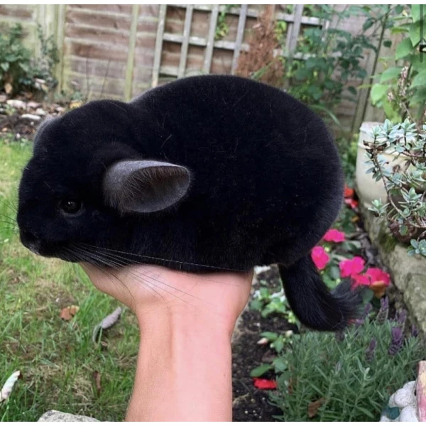 Szynszyla Czarna Perła