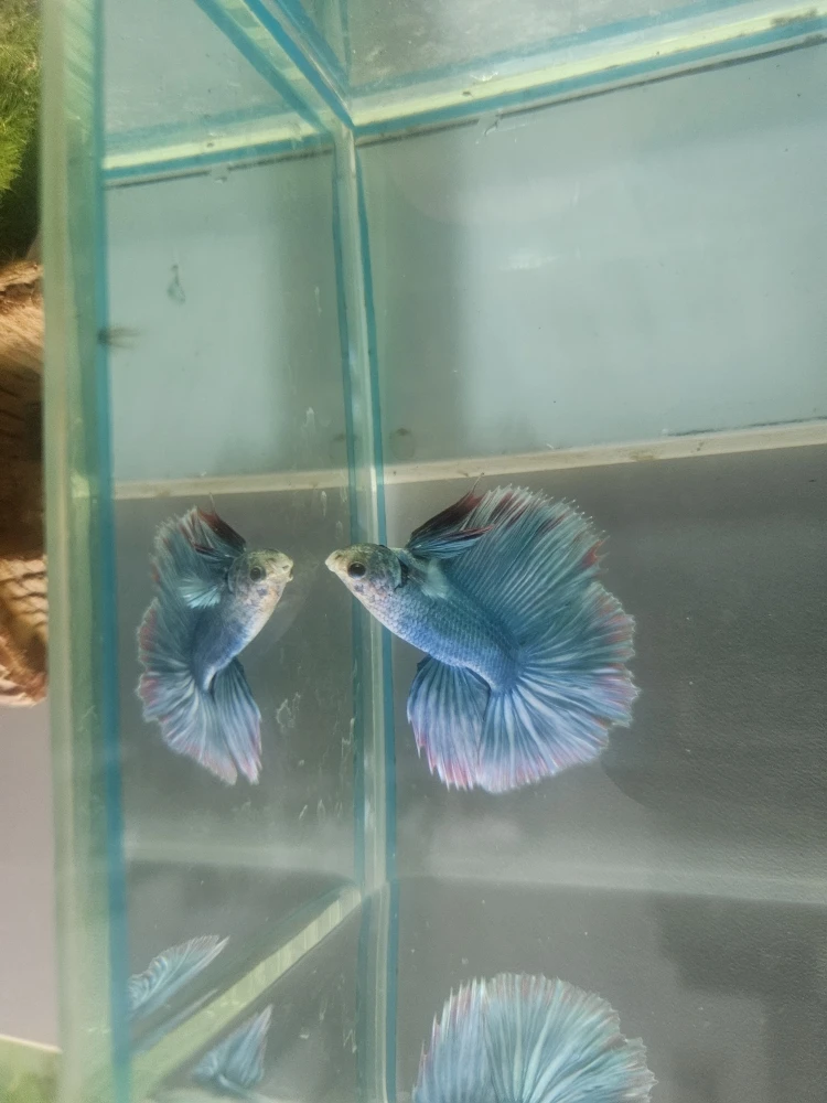 Bojownik Biało Niebieski