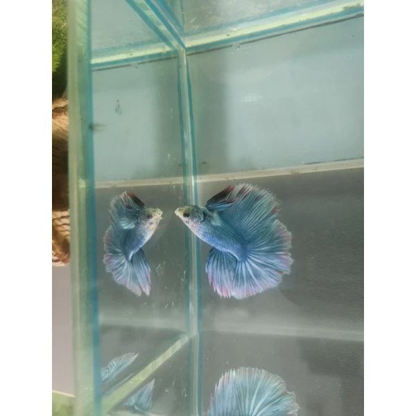 Bojownik Biało Niebieski