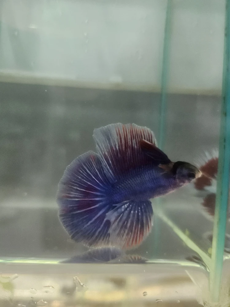 Bojownik Biało Niebieski