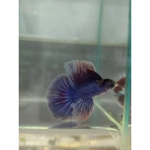 Bojownik Biało Niebieski