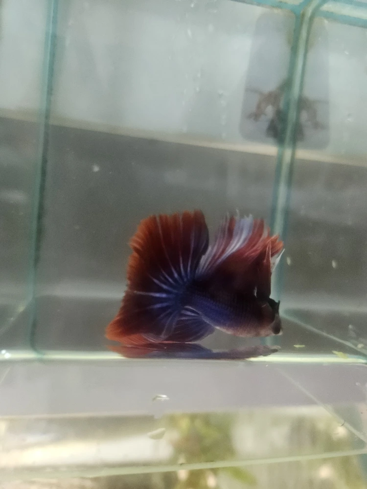 Bojownik Biało Niebieski