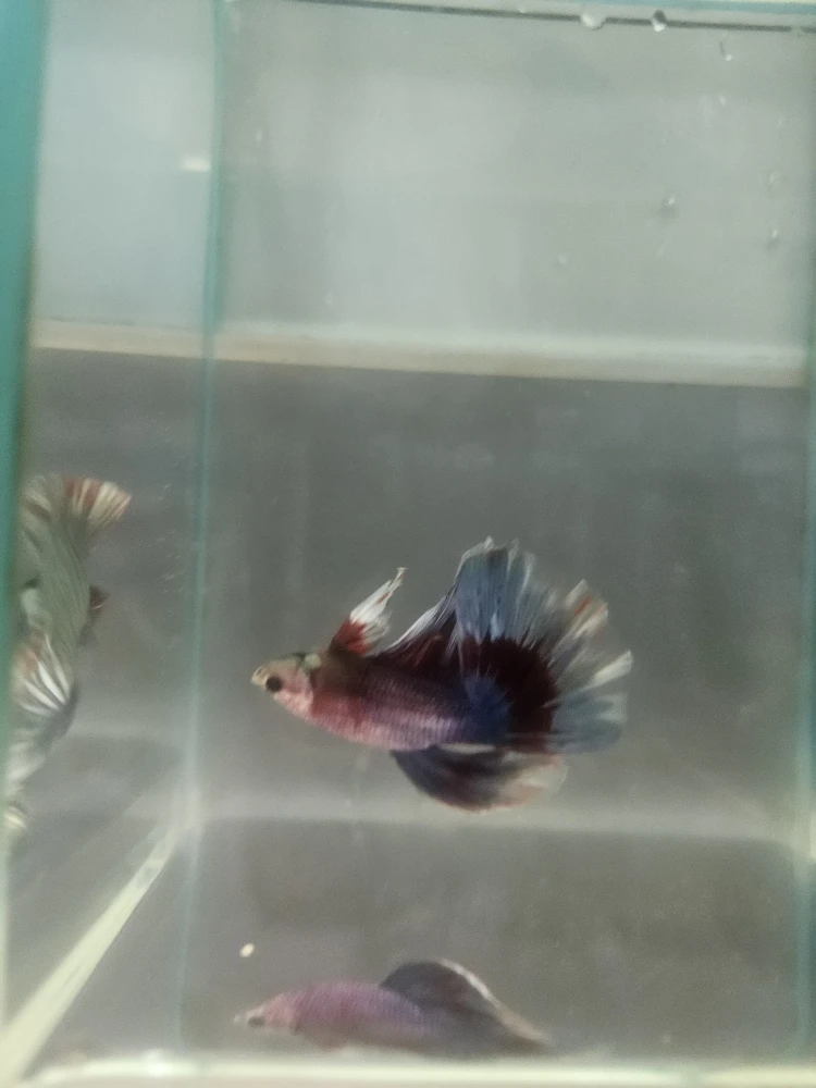 Bojownik Biało Niebieski